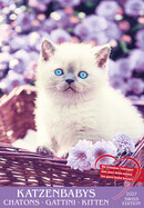 TH Kalender Katzenbabys